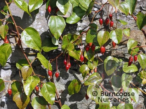 BERBERIDOPSIS beckleri  